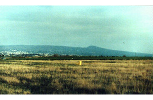 yellow1994_3